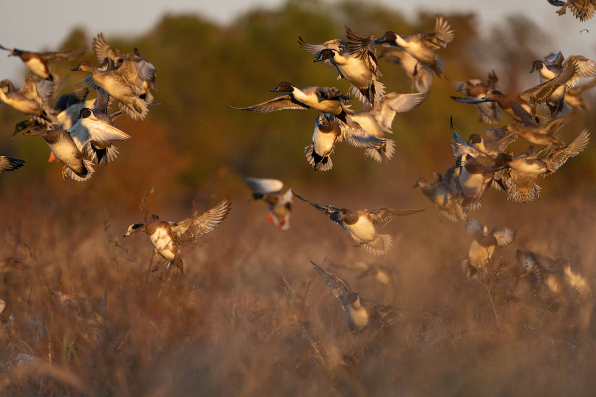 Sunset Mixed Waterfowl - 24" x 36" Canvas Print