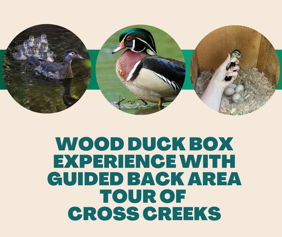 Wood Duck Box