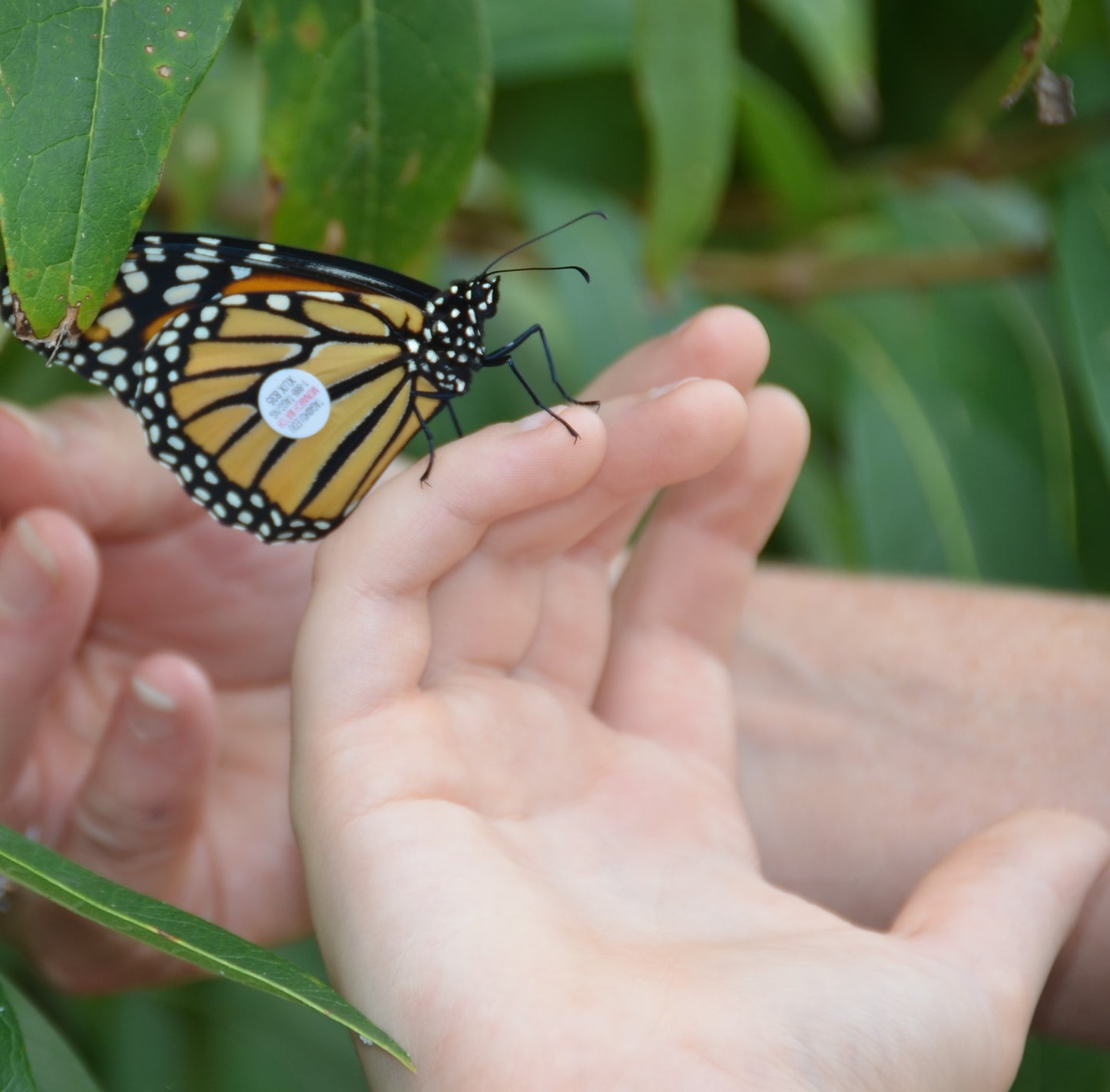 Adopt-A-Monarch