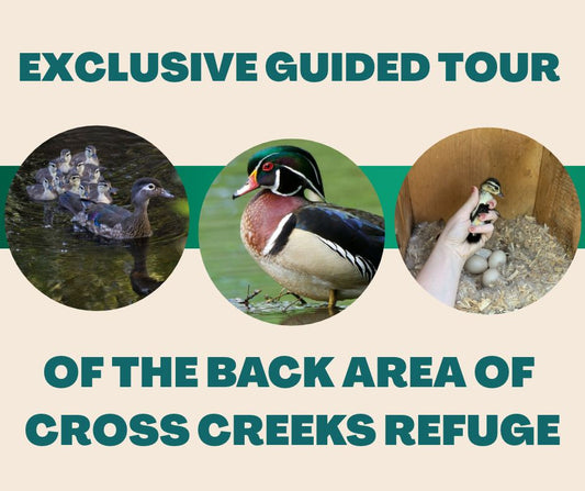 Exclusive Guided Tour (#1)