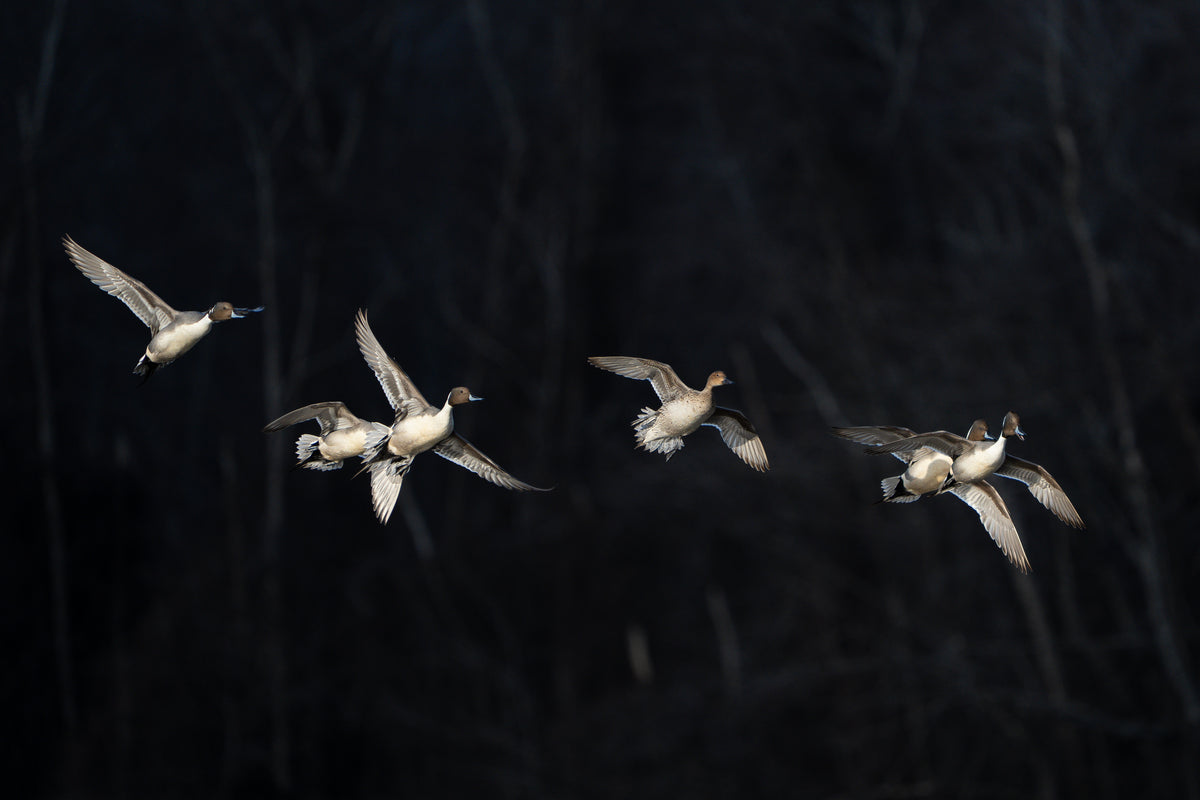 Pintail Ducks - 24" x 36" Framed Print