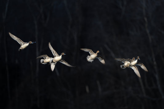 Pintail Ducks - 24" x 36" Framed Print