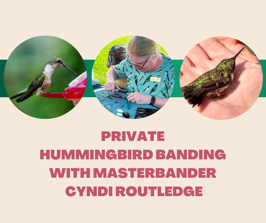 Private Hummingbird Banding with Master Bander Cyndi Routledge