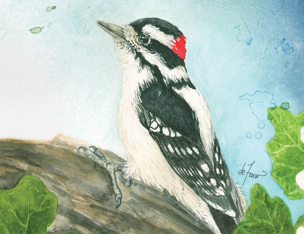 Backyard Birds Boxed Notecards