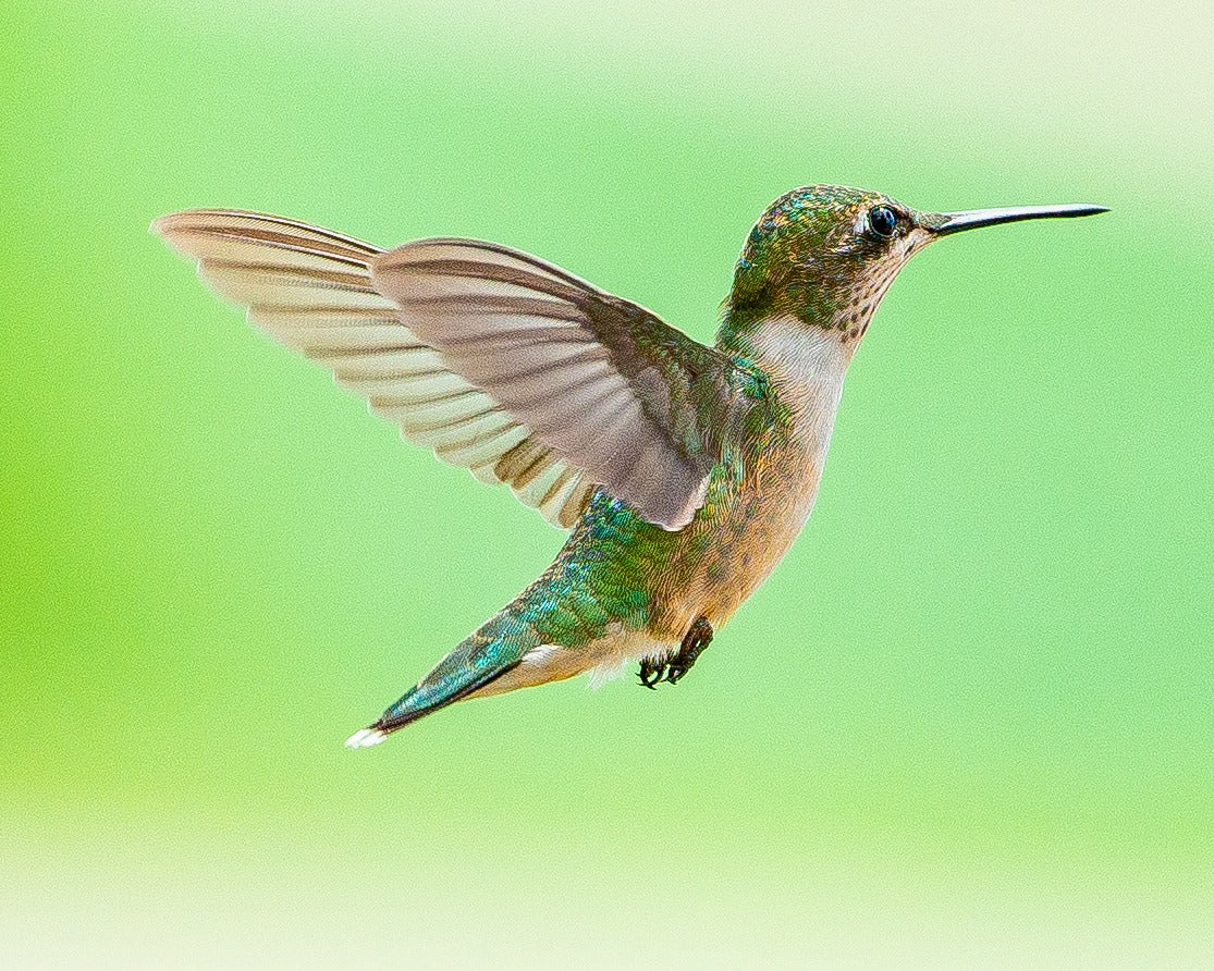 Adopt-A-Hummingbird